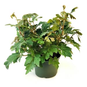 6 in. Cissus Rhombifolia Grape Leaf Plant in Grower Container