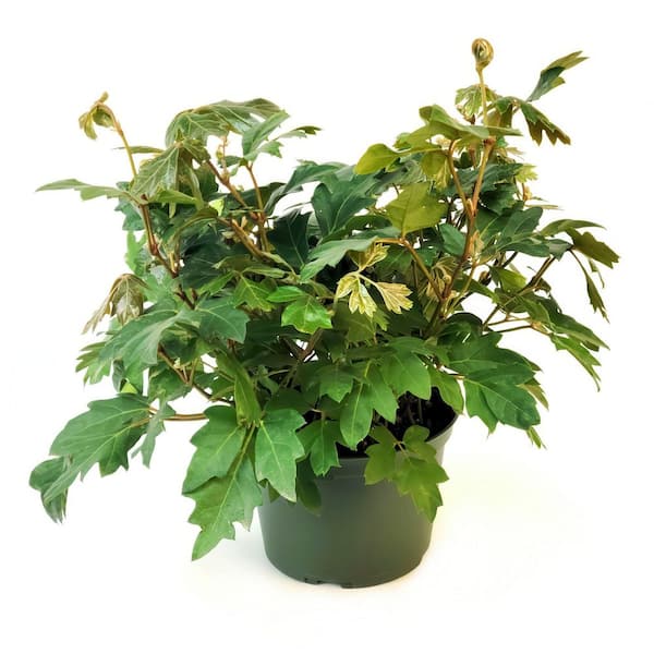 6 in. Cissus Ellen Danica Oak Leaf Plant in Grower Container