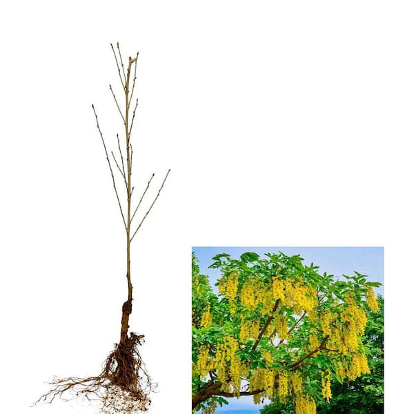 Online Orchards Golden Chain Tree (Bare Root, 3 ft. to 4 ft. Tall) FLGC001