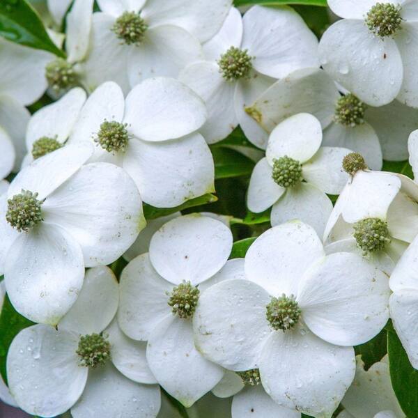 Southern Living Plant Collection 7 Gal. Empress of China Dogwood With Creamy White Blooms, Live Evergreen Shrub