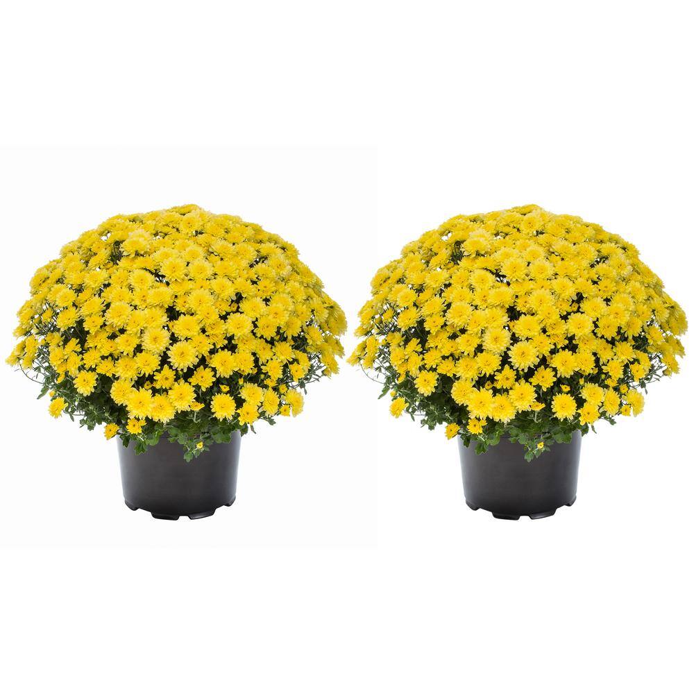METROLINA GREENHOUSES 3 Qt. Live Yellow Chrysanthemum (Mum) Plant for