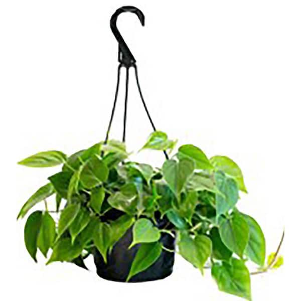 I Heart Trop Cordatum (Philodendron Cordatum) Plant 6 in. Hanging Basket