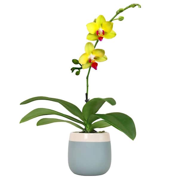 Deluxe Yellow Live Orchid Plant (Phalaenopsis) in 3.5" Blue & White Orchid Pot, Approx 16" Tall, Pet Friendly Houseplant