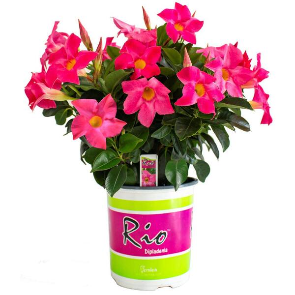 Rio 2 Qt Dipladenia Flowering Annual Shrub With Pink Blooms 1004124256 The Home Depot