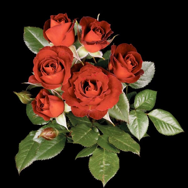 Spring Hill Nurseries Coffee Bean Miniature Rose, Dormant Potted Plant, Red Flowers (1-Pack)