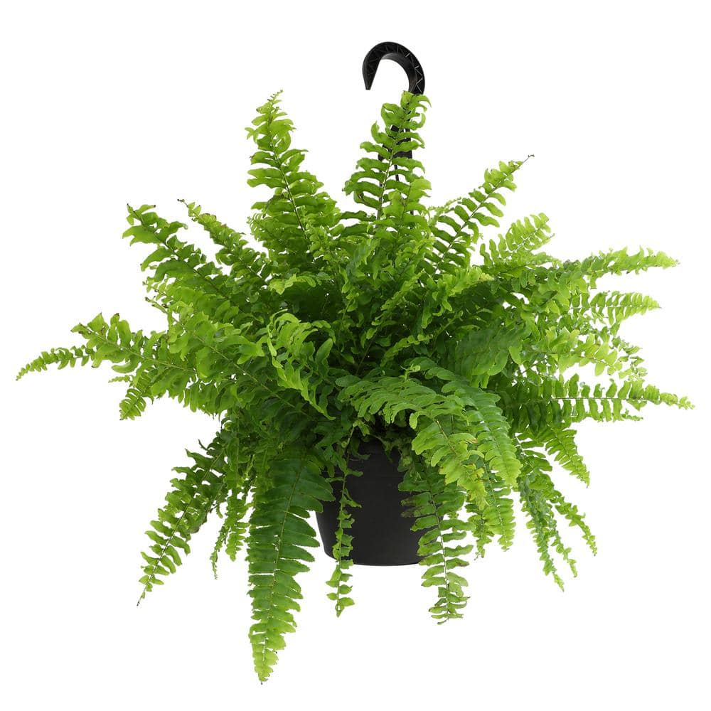 6 in. Boston Fern Plant In Hanging Basket (Nephrolepis Exaltata) price history on PriceWatchPro