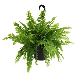 6 in. Boston Fern Plant In Hanging Basket (Nephrolepis Exaltata)