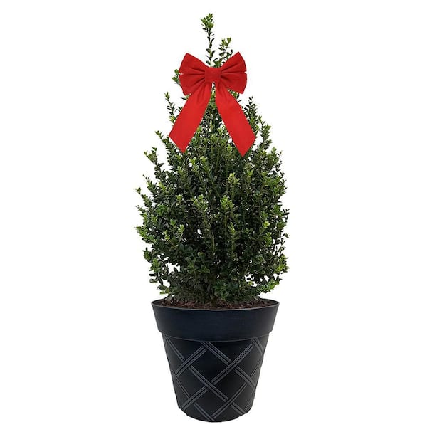 3 Gal. Holly Cone Evergreen Holiday Shrub in Decorative Red Pot with Bow