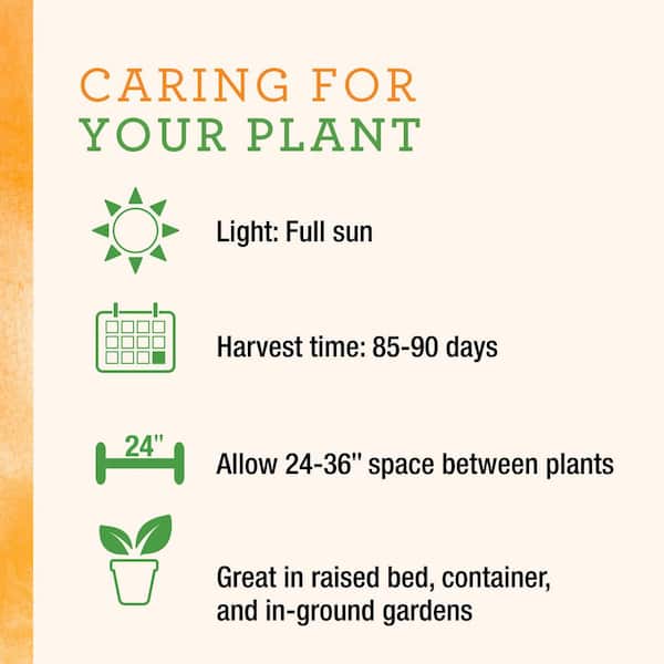 25 oz. Mad Hatter Pepper Plant