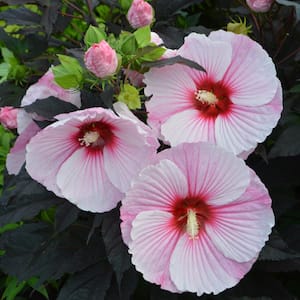 Bare Root Giant Hibiscus Starry Starry Night Plant (2-Pack)