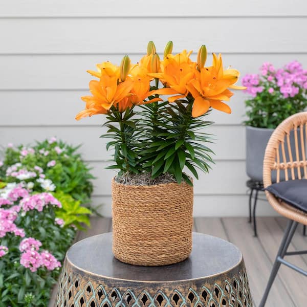 Vigoro 2 QT Lily 'Tiny Double Dutch' Orange Perennial Plant
