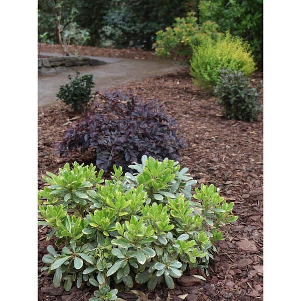 SOUTHERN LIVING 1.5 Gal. Mojo Pittosporum Shrub (Japanese Mock