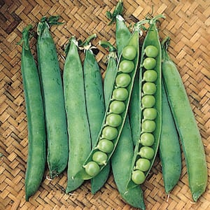0.5 lb. Pea Maestro Seed Packet
