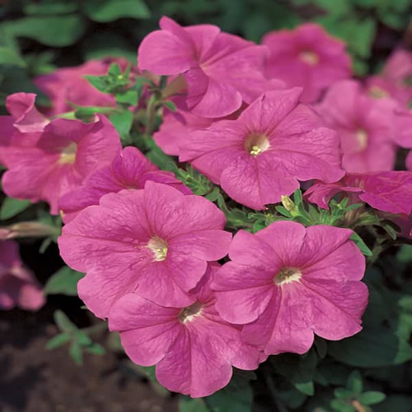 Unbranded 10 in. Pink Petunia Plant (12-Pack)