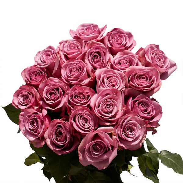 Globalrose Fresh Lavender Color Roses (100 Stems)