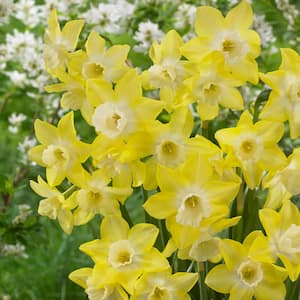 12/14 cm, Jonquilla Pipit Daffodil Flower Bulbs (Bag of 50)