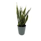 10 in. Snake Plant Sansevieria Plant Grower's Choice in Deco Pot