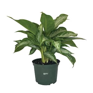 Aglaonema Crystal Bay Live Indoor Plant in Growers Pot Average Shipping Height 1-2 Ft. Tall