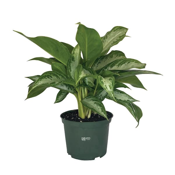 NATURE'S WAY FARMS Aglaonema Crystal Bay Live Indoor Plant in Growers Pot Average Shipping Height 1-2 Ft. Tall