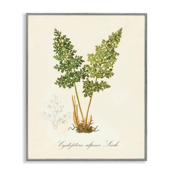 Stupell Industries Biological Plant Study by Tina Higgins Designs, Inc. Gray Framed Nature Giclee Art Print 20 in. x 16 in.