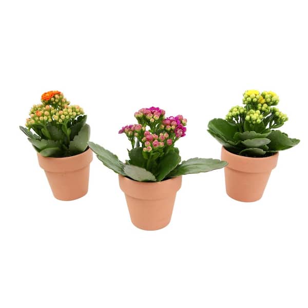 Altman Plants 3-Pack 2.5 in. Kalanchoe Bloss Live Succulents in Assorted Colors with Terra Cotta Pots