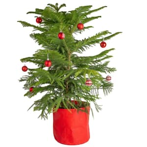 Norfolk Island Pine Indoor Plant in 10 in. Red Décor Pot, Avg. Shipping Height 3-4 ft. Tall