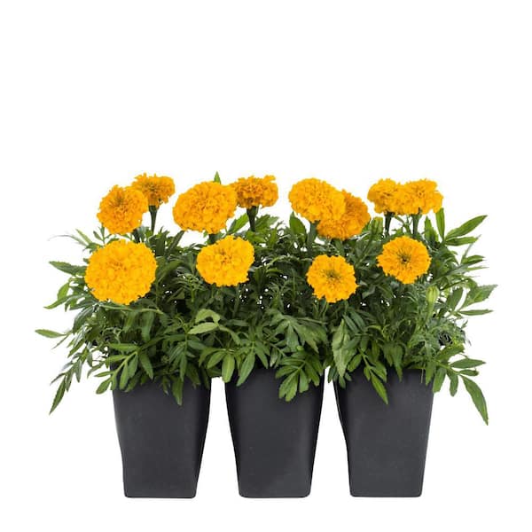 METROLINA GREENHOUSES Marigold Annual Plant (6-Pack)