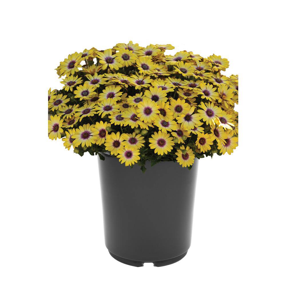 2.5 qt. Annual Osteospermum Blue Eyed Beauty  (1-Pack)