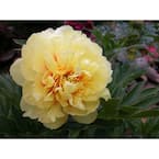 BELL NURSERY 3 Gal. Bartzella Peony (Paeonia Itoh) Live BELL NURSERY 3 Gal. Bartzella Peony (Paeonia Itoh) Live