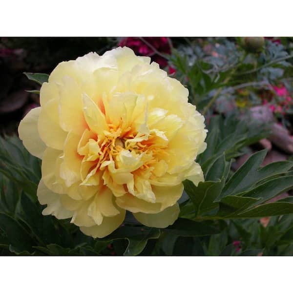 BELL NURSERY 3 Gal. Bartzella Peony (Paeonia Itoh) Live Shrub with Bright Yellow-Deep Red Double Blooms