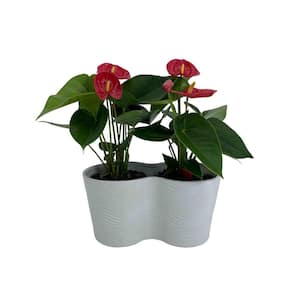 5 in. Double Anthurium Plant