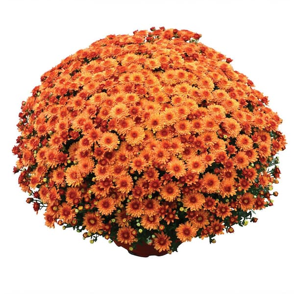 Chrysanthemum (Mum) Orange Live Plant in 8.5 in. Deco Color Planter