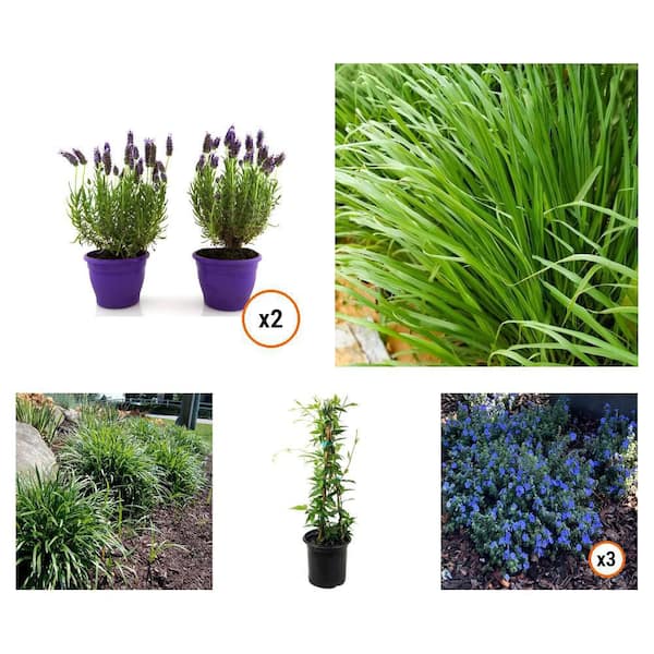 1 Gal. English Lavender (2-Pack), Lemongrass, Lily Turf, Jessamine, Blue Daze (3-Pack)