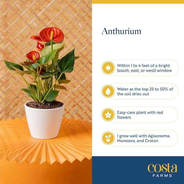 Costa Farms Blooming Anthurium Indoor Plant in 4 in. White Decor