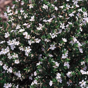 2 Gal. White False Heather Plant
