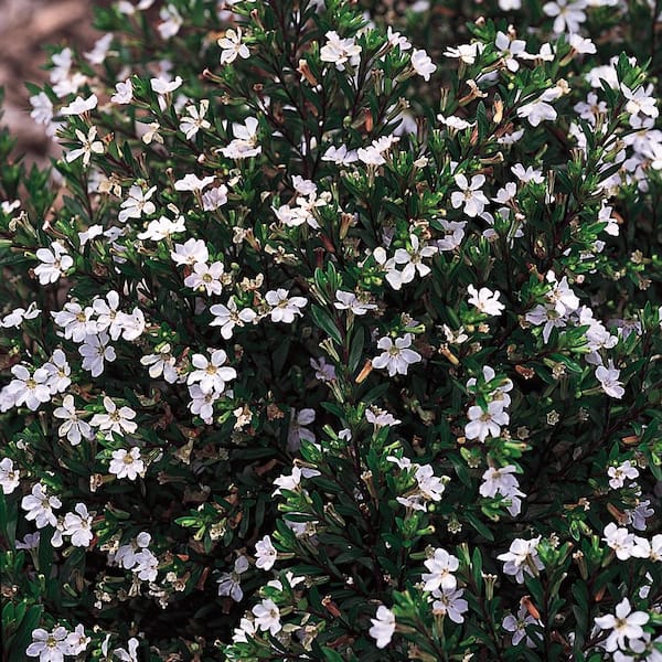 Unbranded 2 Gal. White False Heather Plant