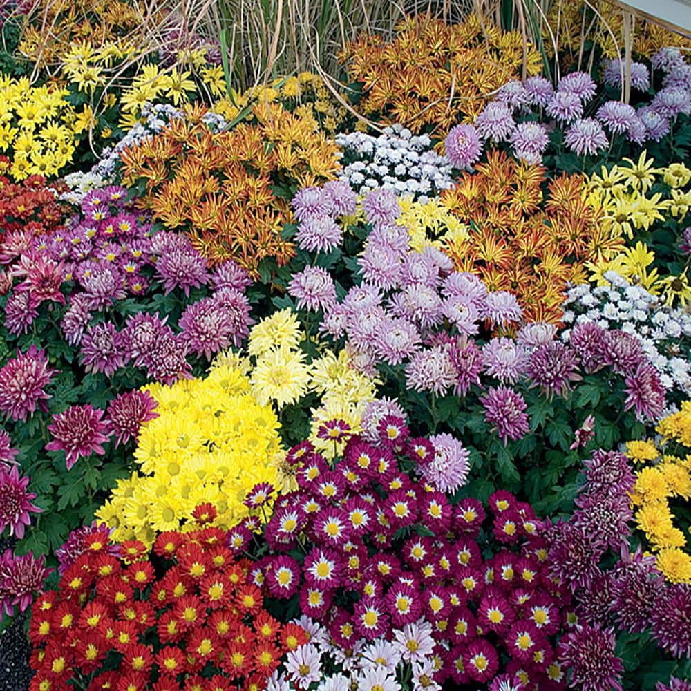 perennials-606206-64_1000.jpg