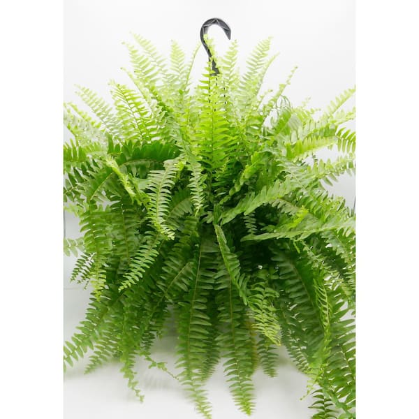 BELL NURSERY 10 in. Fern Mojave Plant Hanging Basket in Deco Container
