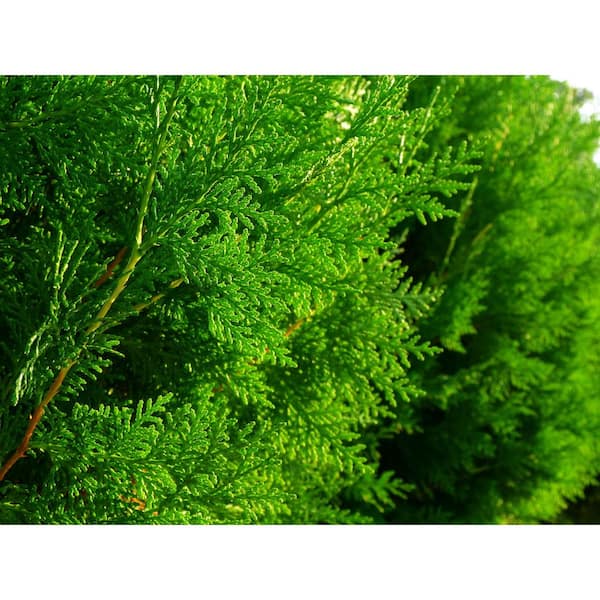 BELL NURSERY 3 Gal. Emerald Green Arborvitae (Thuja) Live Evergreen Shrub