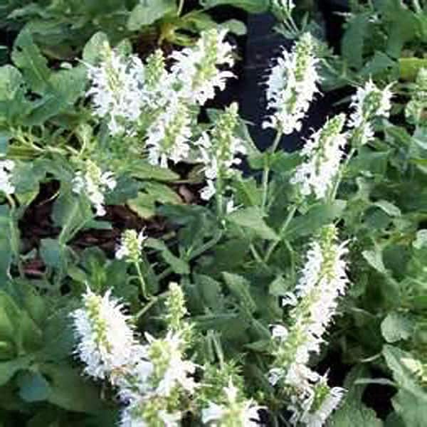 OnlinePlantCenter 1 gal. Snow Hill Salvia or Wood Sage Plant