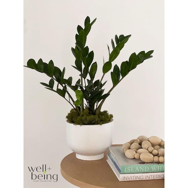 NATURE'S WAY FARMS Zz Plant Live Indoor Plant in Growers Pot