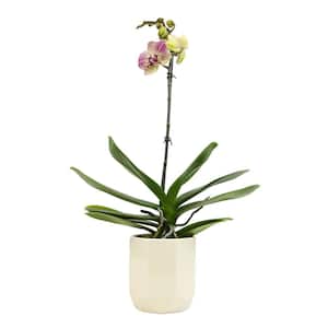 Live Orchid (Phalaenopsis) with Multi-colored Flowers in 5 in. White Ceramic Pot for Live Houseplants