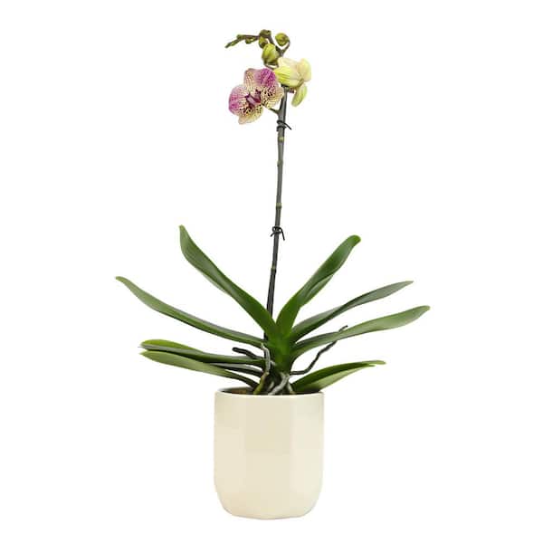 ALTMAN PLANTS Live Orchid (Phalaenopsis) with Multi-colored Flowers in 5 in. White Ceramic Pot for Live Houseplants