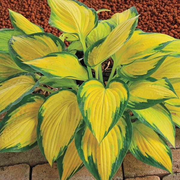 Spring Hill Nurseries Orange Marmalade Hosta, Live Bareroot Perennial Plant (1-Pack)