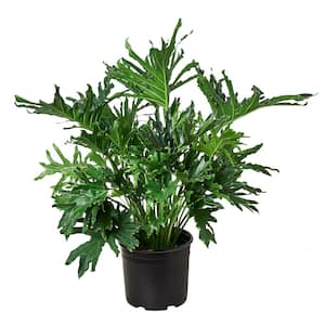Lickety Split (Philodendron) Plant in 8 in. Grower Pot