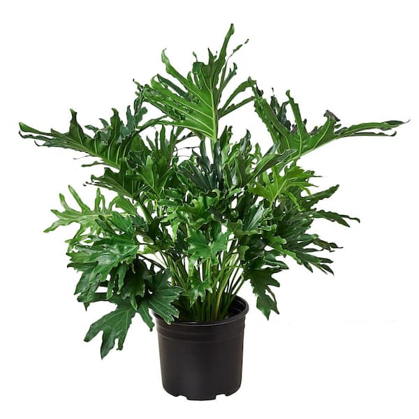 PPC INTERNATIONAL LLC Lickety Split (Philodendron) Plant in 8 in. Grower Pot
