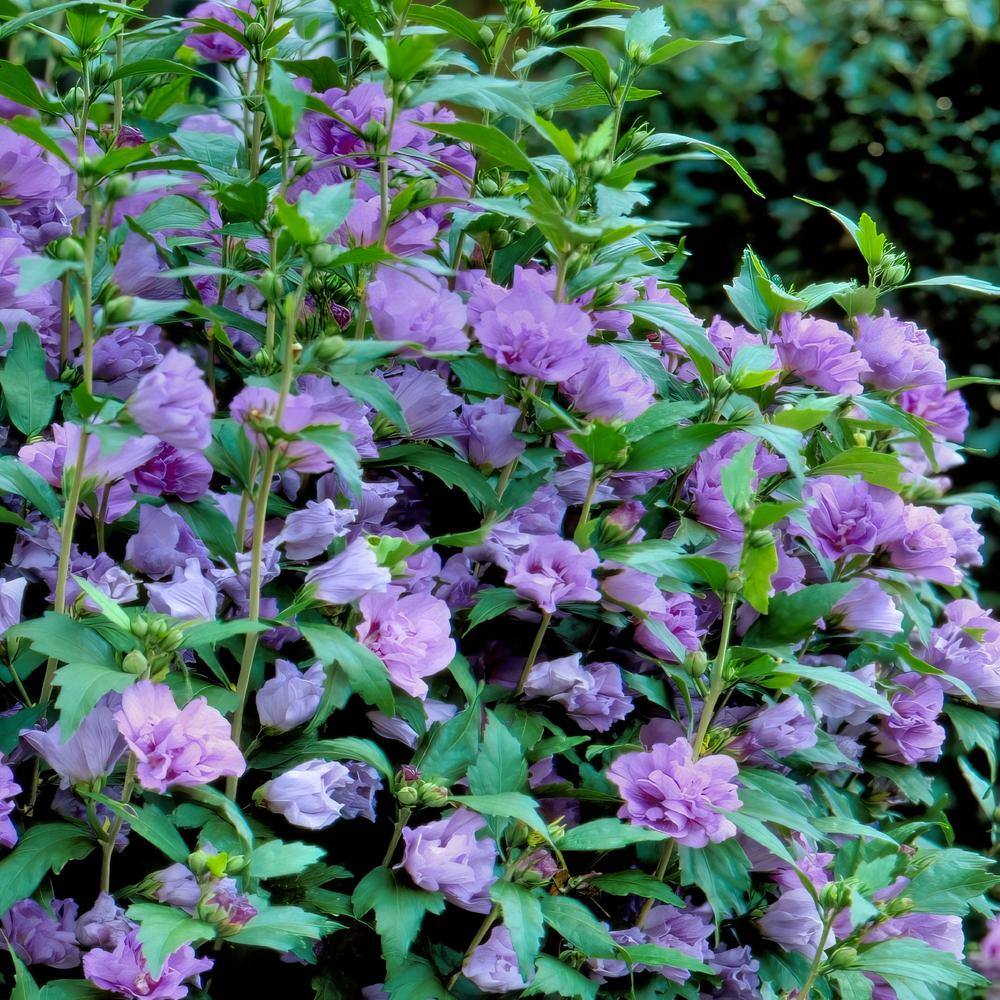 Lavender Blueberry Smoothie Hibiscus Flowering Shrub in 2-Gallon Pot