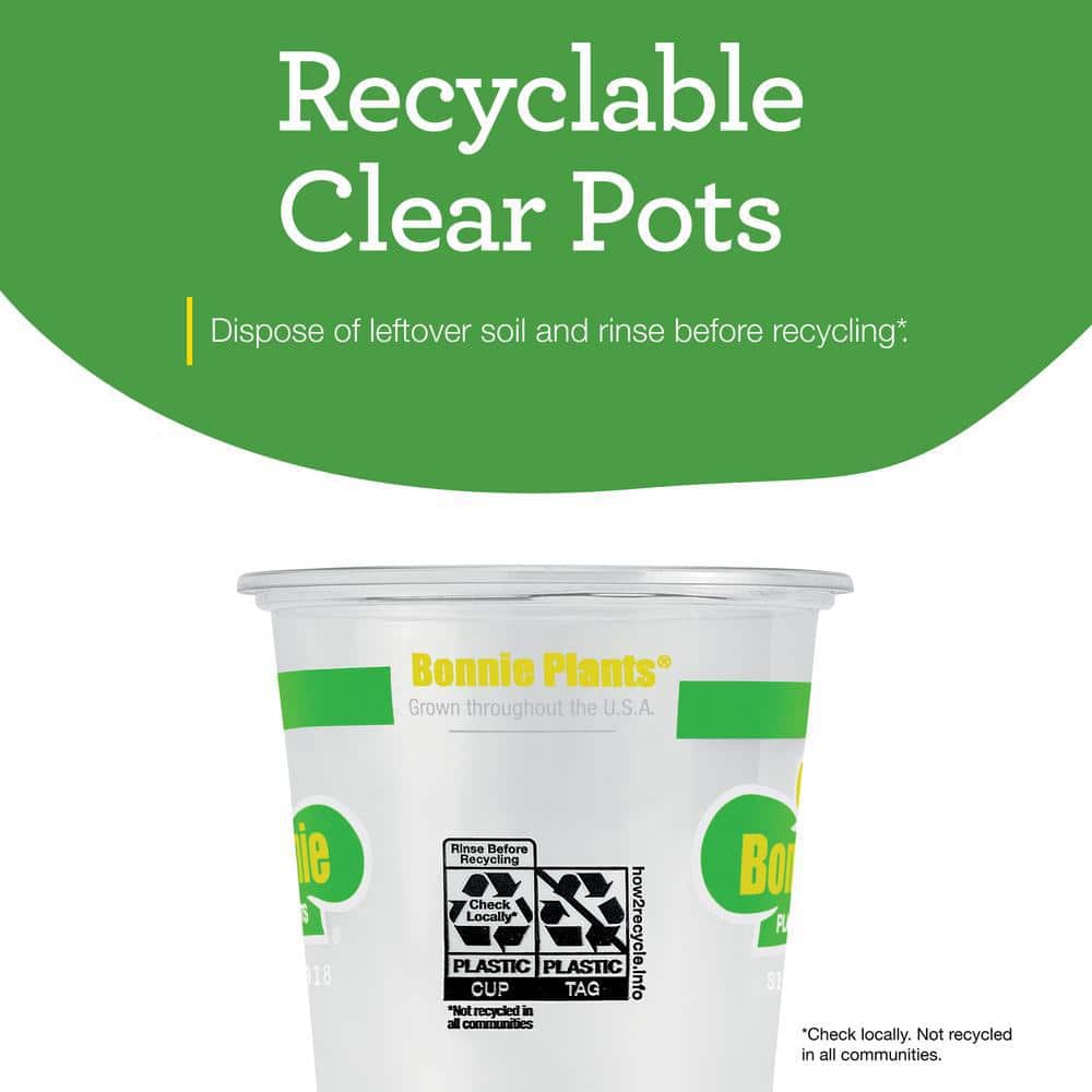 Greek Oregano Herb Plant 4.5 Inch Container 2-Pack