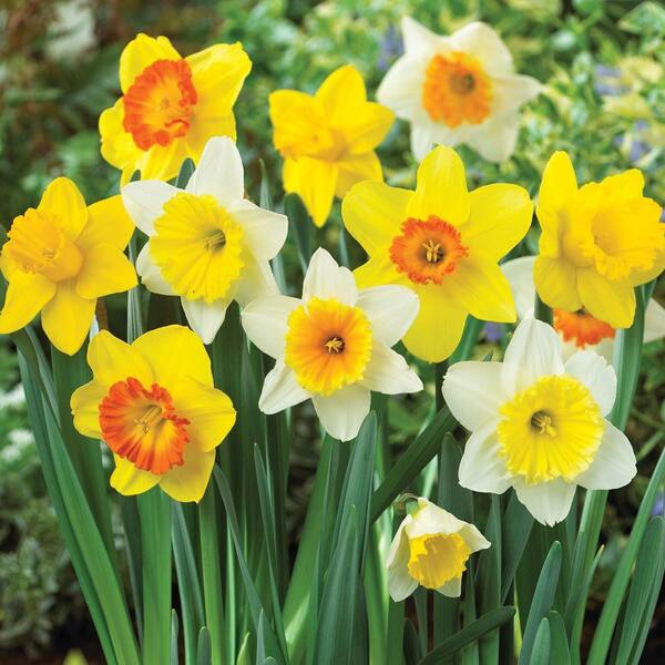 Unbranded Daffodil Mix Dormant Bulbs (80-Pack)