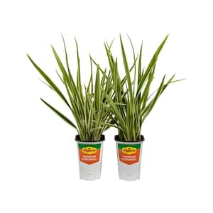 2.5 Qt. Dianella Tasmanica Varigated Flax Lily in Grower's Pot (2-Packs)